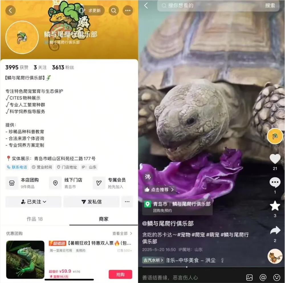 异宠爆火！仓鼠守宫蜘蛛走红年轻人为何爱养另类宠物插图6