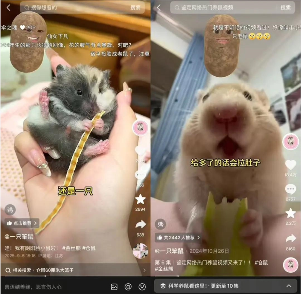 异宠爆火！仓鼠守宫蜘蛛走红年轻人为何爱养另类宠物插图1